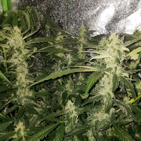 Blood Lemon skunk growlog timeline photo