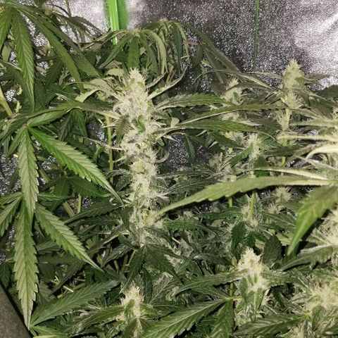 Blood Lemon skunk growlog timeline photo