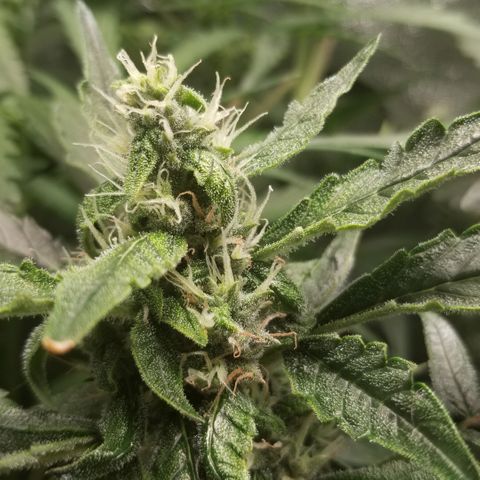 Blood Lemon skunk growlog timeline photo