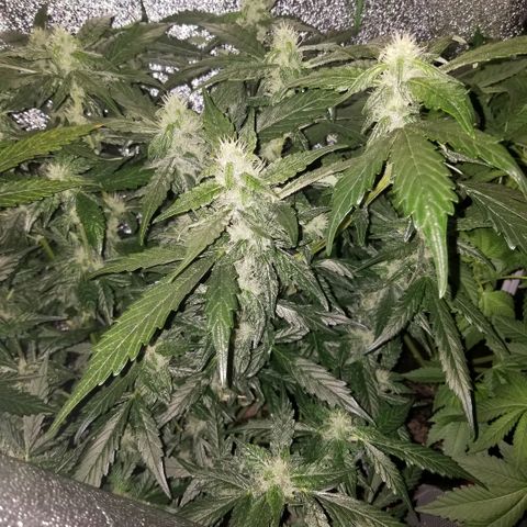 Blood Lemon skunk growlog timeline photo