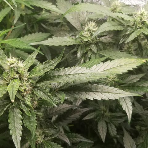 Blood Lemon skunk growlog timeline photo