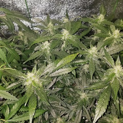 Blood Lemon skunk growlog timeline photo