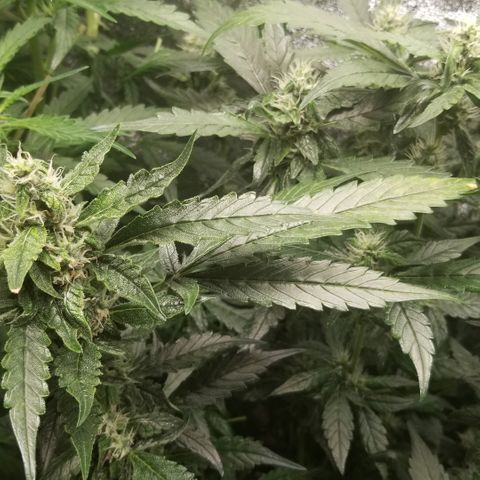 Blood Lemon skunk growlog timeline photo