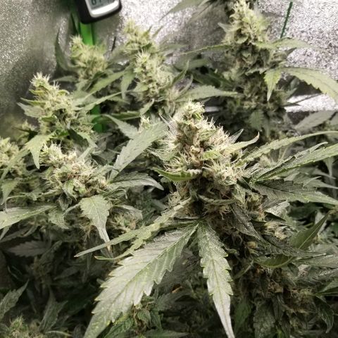 Blood Lemon skunk growlog timeline photo