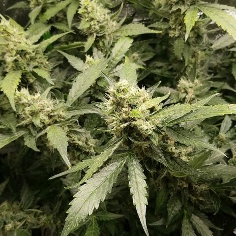 Blood Lemon skunk growlog timeline photo