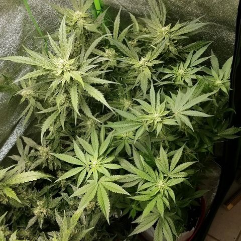 Zkittles skunk growlog timeline photo