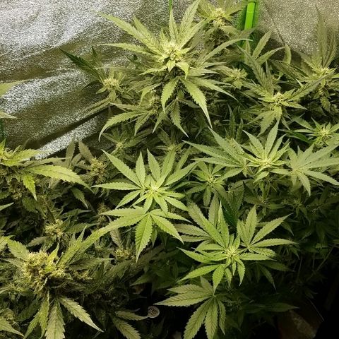 Zkittles skunk growlog timeline photo