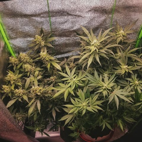 Zkittles skunk growlog timeline photo