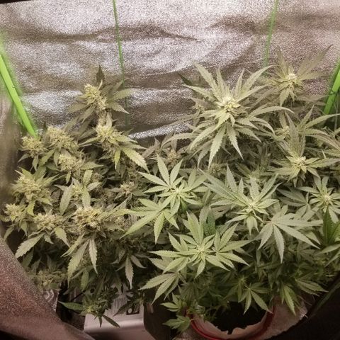 Zkittles skunk growlog timeline photo