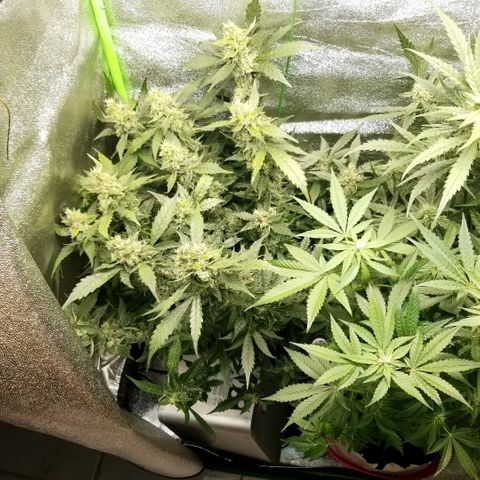 Zkittles skunk growlog timeline photo