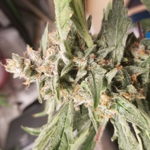 Zkittles skunk growlog timeline photo