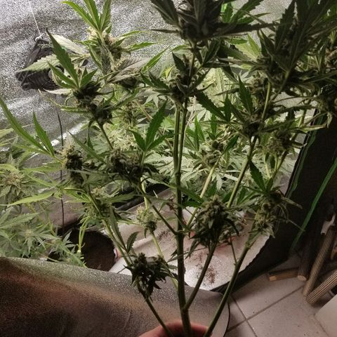 Zkittles skunk growlog timeline photo