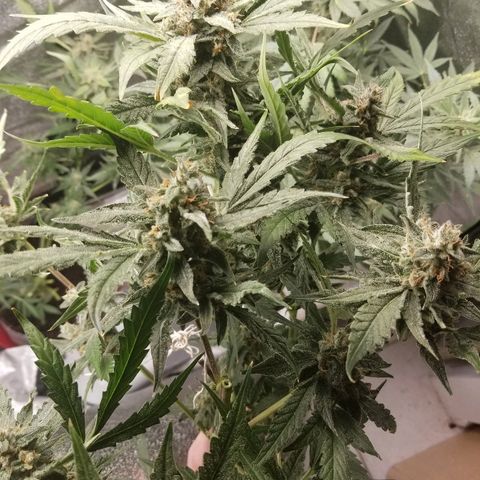 Zkittles skunk growlog timeline photo