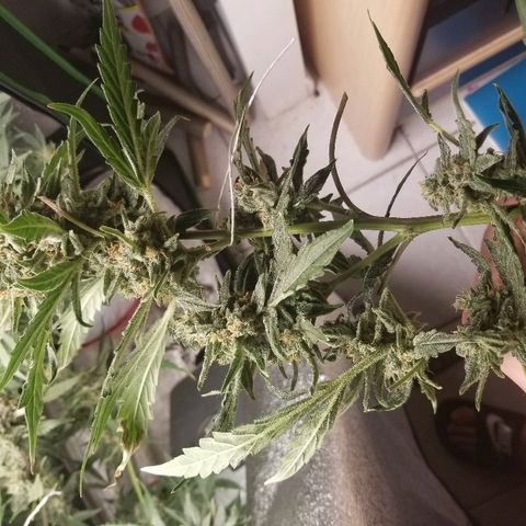 Zkittles skunk growlog timeline photo