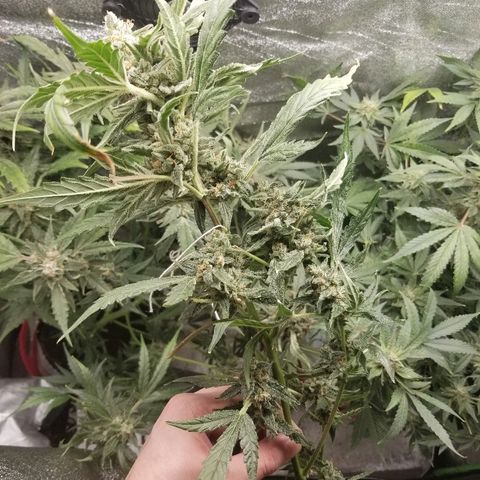 Zkittles skunk growlog timeline photo