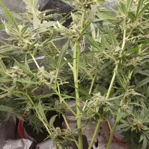 Zkittles skunk growlog timeline photo