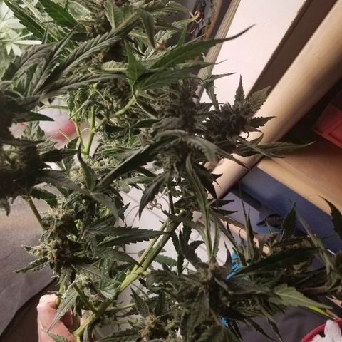 Zkittles skunk growlog timeline photo