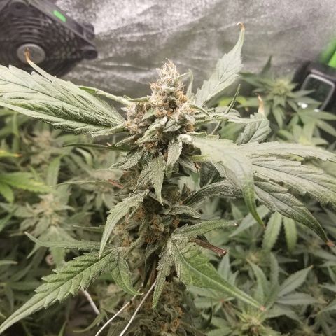 Zkittles skunk growlog timeline photo