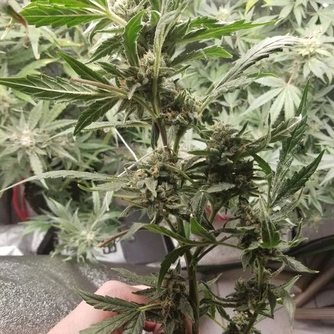 Zkittles skunk growlog timeline photo