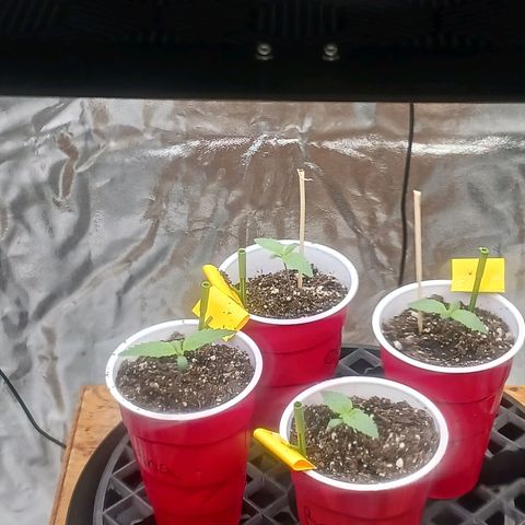 OG Kush S.F.V. growlog timeline photo