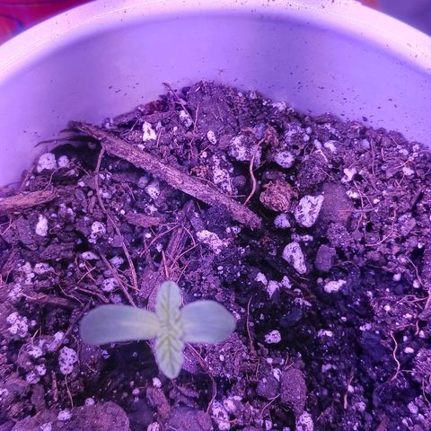 OG Kush S.F.V. growlog timeline photo
