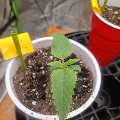 OG Kush S.F.V. growlog photo: Fingers crossed that everything goes well 