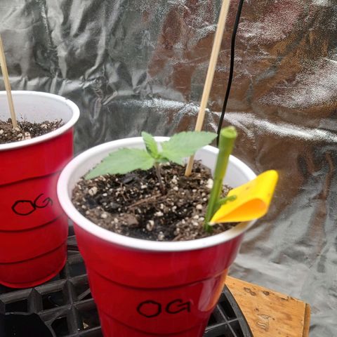 OG Kush S.F.V. growlog photo: Fingers crossed that everything goes well 