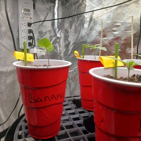 OG Kush S.F.V. growlog photo: Fingers crossed that everything goes well 