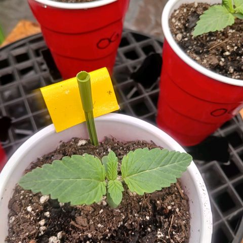 OG Kush S.F.V. growlog photo: Fingers crossed that everything goes well 