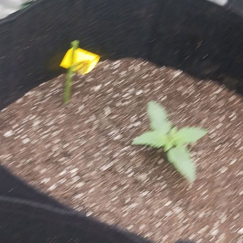 OG Kush S.F.V. growlog timeline photo
