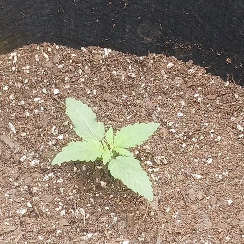 OG Kush S.F.V. growlog timeline photo