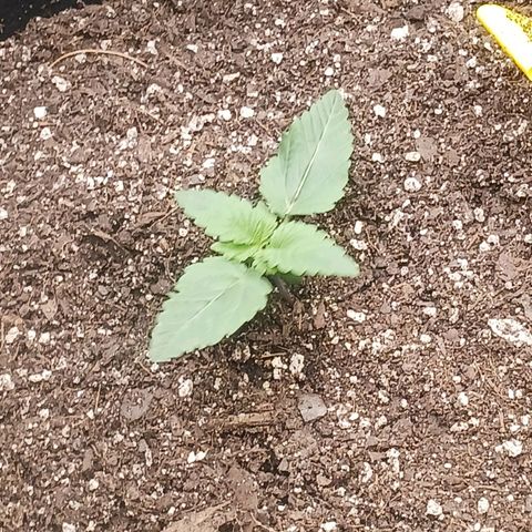 OG Kush S.F.V. growlog timeline photo