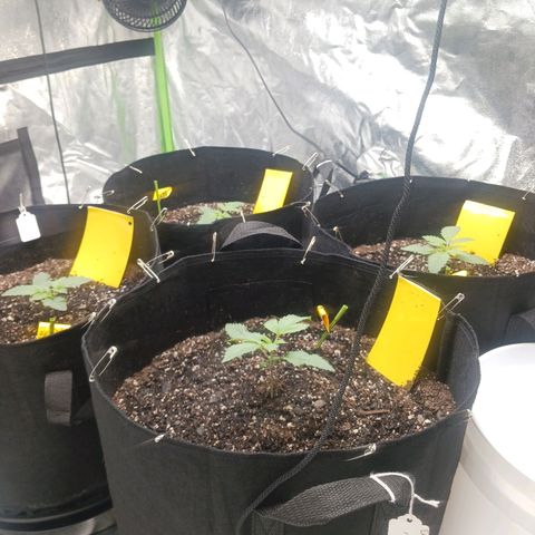 OG Kush S.F.V. growlog photo: Watered with starter nutes @ 3.5 litres per
