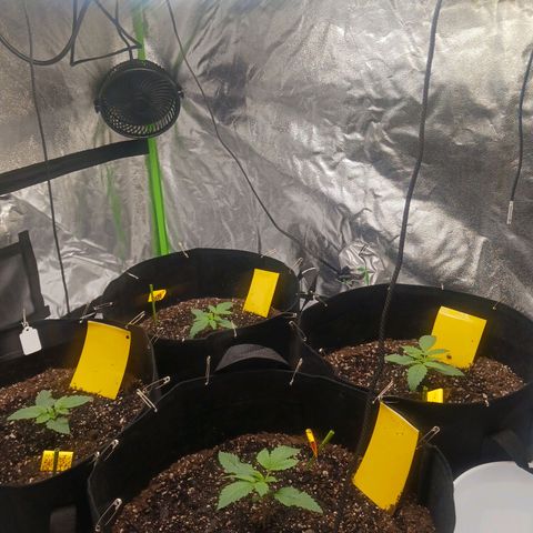 OG Kush S.F.V. growlog photo: Watered with starter nutes @ 3.5 litres per