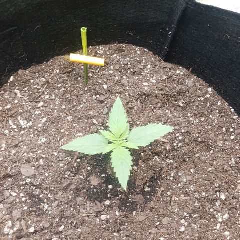 OG Kush S.F.V. growlog timeline photo