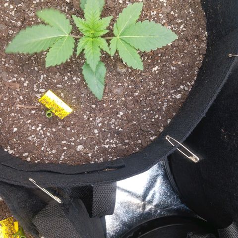 OG Kush S.F.V. growlog timeline photo