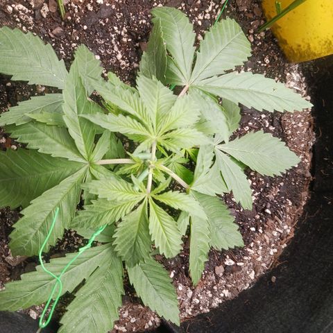 OG Kush S.F.V. growlog photo: Topped today