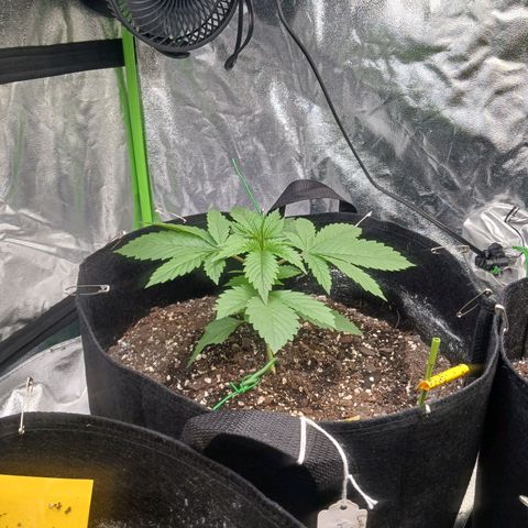 OG Kush S.F.V. growlog photo: Topped today