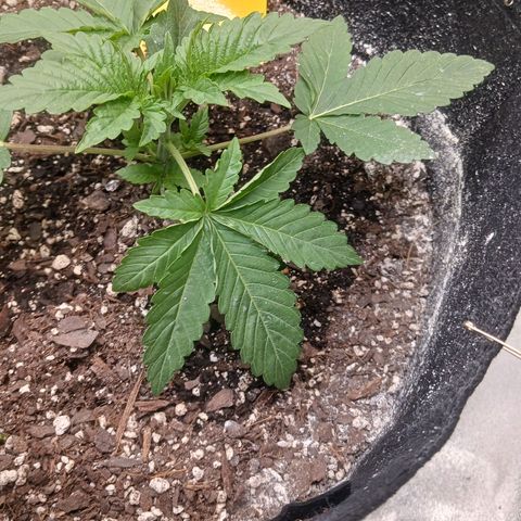 OG Kush S.F.V. growlog photo: Topped today