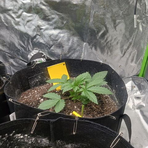 OG Kush S.F.V. growlog photo: Topped today