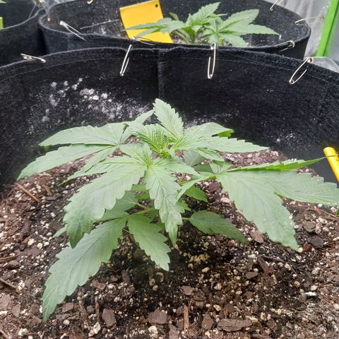 OG Kush S.F.V. growlog photo: Topped today