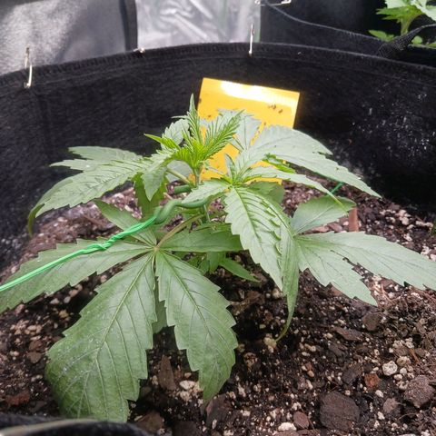 OG Kush S.F.V. growlog photo: Topped today