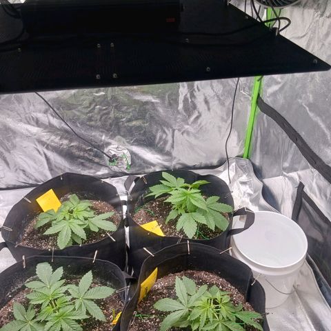OG Kush S.F.V. growlog photo: Topped today