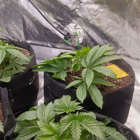 OG Kush S.F.V. growlog timeline photo
