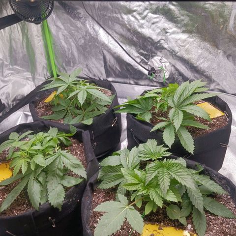 OG Kush S.F.V. growlog timeline photo
