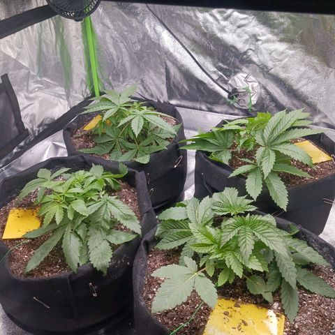 OG Kush S.F.V. growlog timeline photo