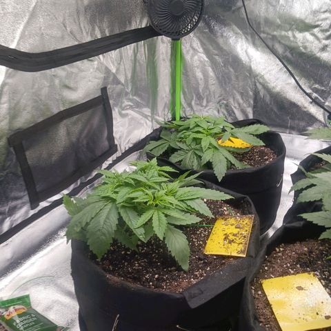 OG Kush S.F.V. growlog timeline photo