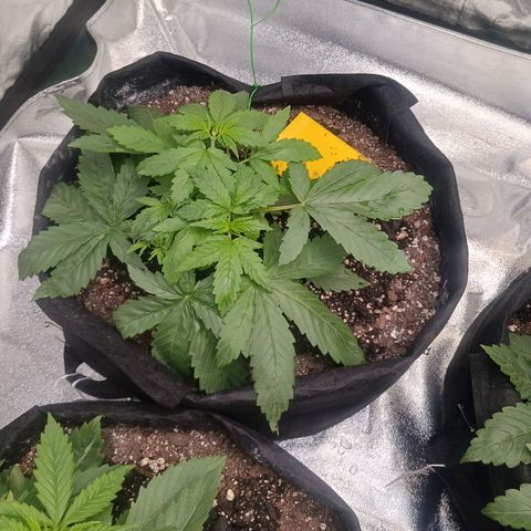OG Kush S.F.V. growlog timeline photo