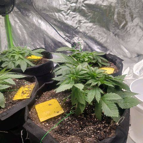 OG Kush S.F.V. growlog timeline photo