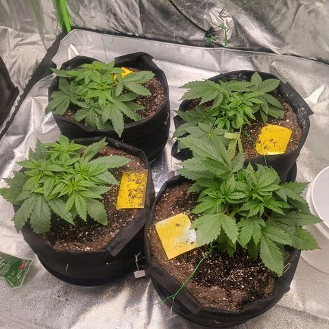 OG Kush S.F.V. growlog timeline photo